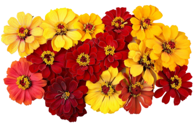 Red and Yellow Burst of Floral Beauty Isolated on Transparent Background.