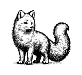 Artic fox hand drawn vector illustration graphic