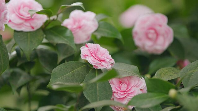 Pink Flower Of Camellia Japonica April Dawn Blush. Camellia Japonicais A Member Of Tea Family Theaceae.