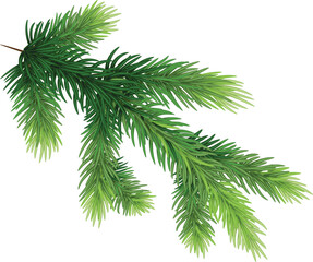 pine branches , hand-drawn style, decorative botanical illustration for design, Christmas plants on transparent, png