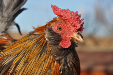 Ornamental chickens amaze with their appearance