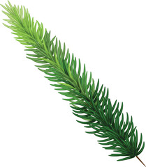pine branches , hand-drawn style, decorative botanical illustration for design, Christmas plants on transparent, png
