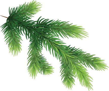 pine branches , hand-drawn style, decorative botanical illustration for design, Christmas plants on transparent, png