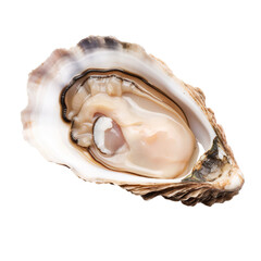 Opened Oyster isolated on transparent background