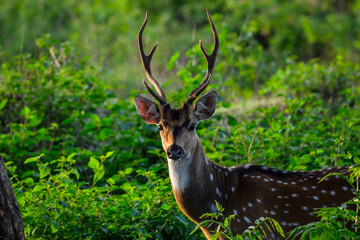 A Chital deer in Bandipur forest. The chital deer is also known as spotted deer or Axis deer