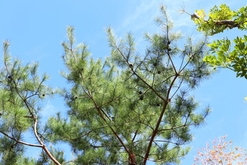 leaves and blue sky