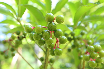 Trees that bear green fruit