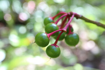 Trees that bear green fruit