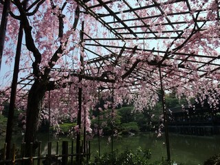 京都　平安神宮に咲いていたしだれ桜