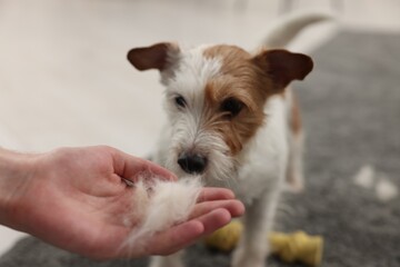 Pet shedding. Man showing pile of dog's hair to cute Jack Russell Terrier at home, closeup