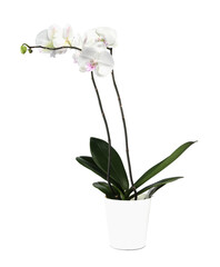 Naklejka na ściany i meble Blooming orchid flower in pot isolated on white