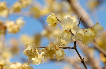 Winter sweet , Japanese allspice in full blooming	