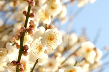white Japanese apricot in full blooming	