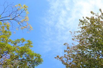 sky and tree