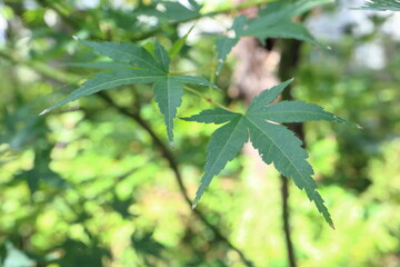 leaves on the tree
