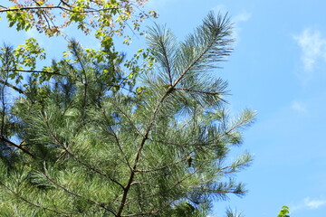 Pine trees shining in the blue sky