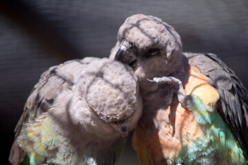 The red-bellied parrot is a small African parrot It is a mostly greenish and grey parrot.