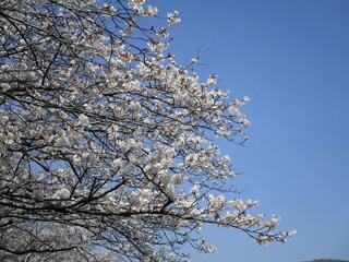 満開の桜の枝と青空