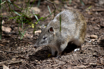 Bandicoots are about the size of a rabbit, and have a pointy snout, humped back, thin tail and large hind feet