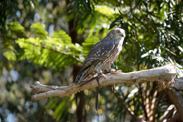 The barking owl has bright yellow eyes and no facial-disc. Upperparts are brown or greyish-brown, and the white breast is vertically streaked with brown.