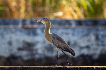 Great blue heron standing on a concrete slab 