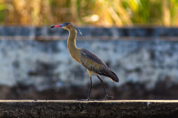 Great blue heron standing on a concrete slab 