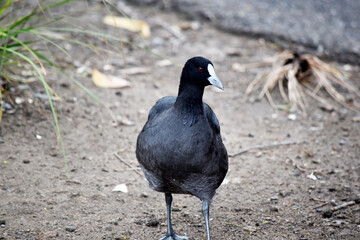The Eurasian coot is a black sea bird with a white frontal shield
