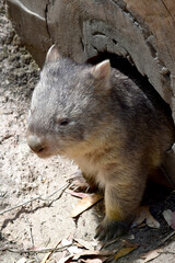 The Common Wombat has a large nose which is shiny black, much like that of a dog. The ears are relatively small, triangular, and slightly rounded.
