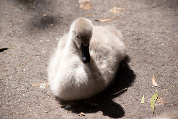 Cygnets are grey when they hatch with black beaks and gradually turn brown over the first six months at which time they learn to fly.