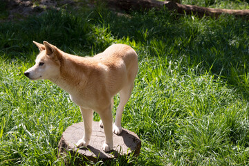 Dingos are a dog-like wolf. They have a long muzzle, erect ears and strong claws. They usually have...