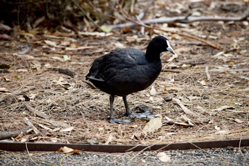 The Eurasian coot is a black sea bird with a white frontal shield