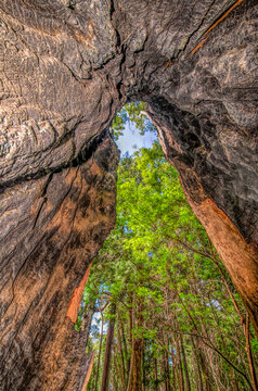 Giant red tingle trees in the Valley of the Giants - The Ancient Empires Walk, Denmark region in The Great Southern, Western Australia.