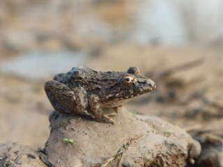 A brown frog sits on a lump of earth