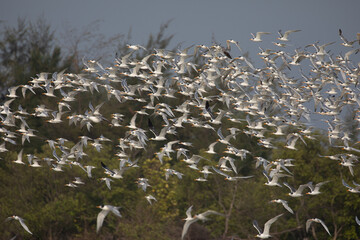 A big flock of Greater crested terns flight on the seashore sky in amazing shot in south india