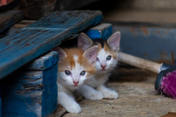 kittens playing in the barn of a farm