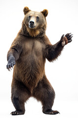 Fototapeta premium dancing brown bear isolated on transparent background