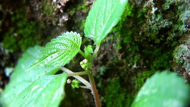 Nettle or Laportea plant, the leaves of this plant cause itching when they come into contact with the skin