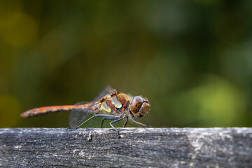 Dragonfly on a piece of wood 