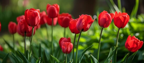 Fototapeta premium Vibrant Red Tulips Blooming Beautifully in a Serene Garden Setting
