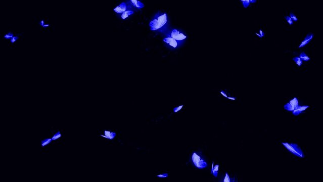 Blue butterflies flying on black background