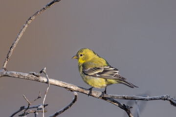 Lesser goldfinch perched on branch in winter 