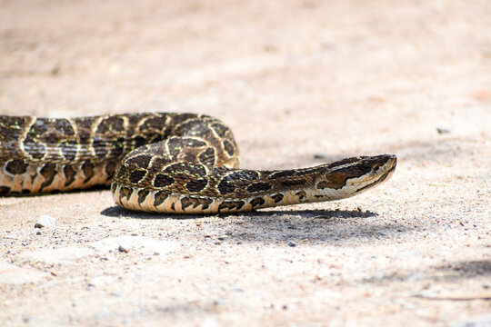 Bothrops alternatus, commonly called yarara, a highly venomous pit viper species, seen at Reserva Ecologica Costanera Sur, Buenos Aires, Argentina