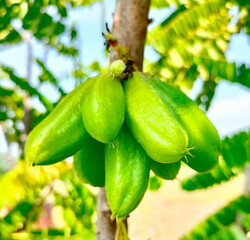 Bilimbi fruits on tree in gaden. Fruit that tastes sour but very useful from Indonesia. Selective...