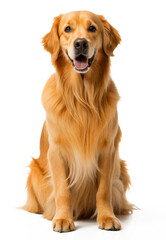 golden retriever isolated on transparent background