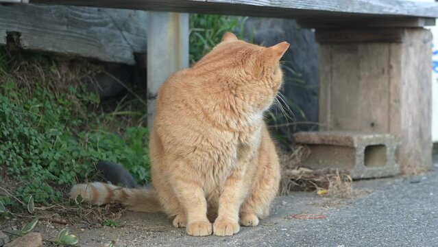 福岡県新宮町・猫の島（相島）の野良猫