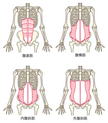 腹筋群の説明図、腹直筋、腹横筋、内腹斜筋、外腹斜筋