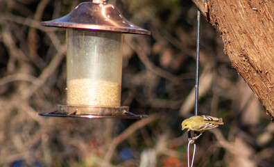 Goldfinch perched next to a birdfeeder