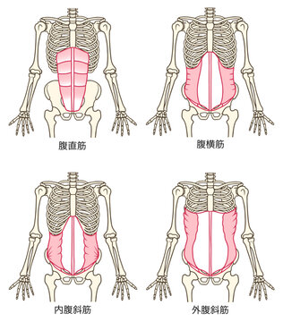 腹筋群の説明図、腹直筋、腹横筋、内腹斜筋、外腹斜筋