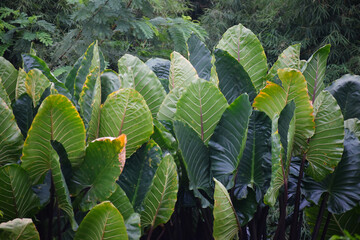 sick plant flower Giant leaf Alocasia Alocasia with yellow orange black mark on all over leafs