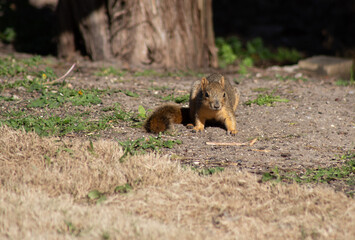 Naklejka na ściany i meble Fox squirrel sitting up eating nuts in sunshine